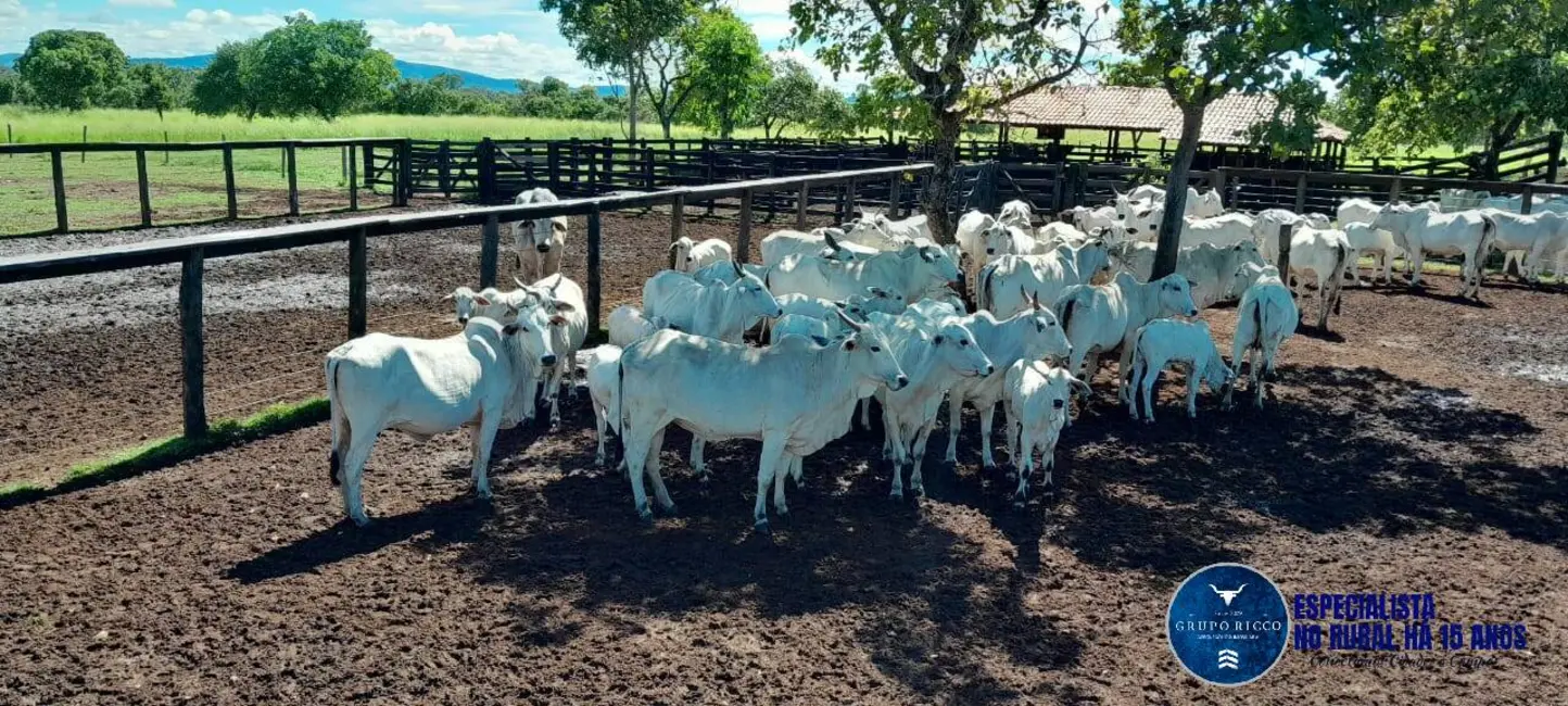 Foto 5 de Fazenda / Haras com 4 quartos à venda, 294m2 em Arraias - TO