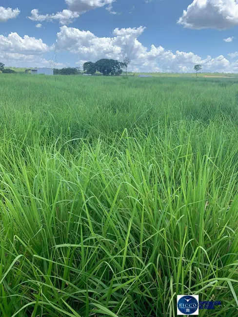 Fazenda / Haras à venda, 1827m2 em Barra Do Garcas - MT - imagem 6 Foto 6 de Fazenda / Haras à venda, 1827m2 em Barra Do Garcas - MT