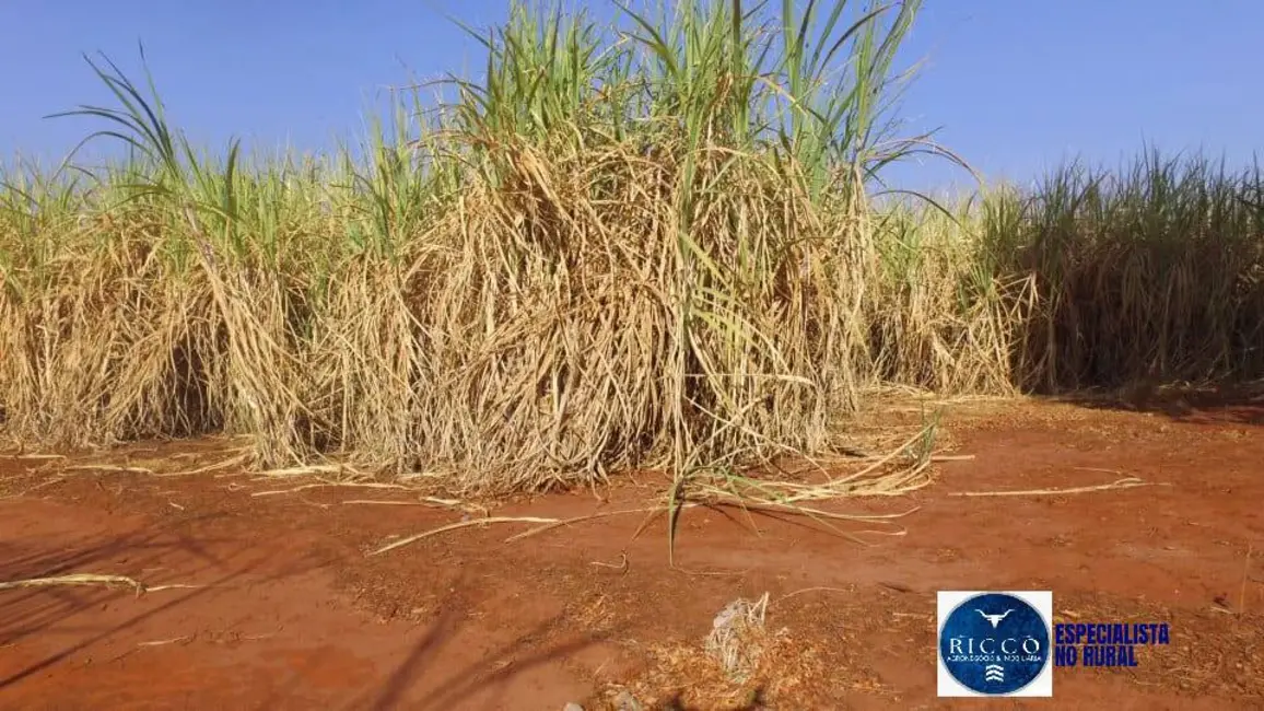 Foto 8 de Fazenda / Haras à venda, 140m2 em Quirinopolis - GO