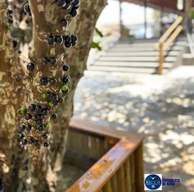 Foto 6 de Chácara com 3 quartos à venda, 6000m2 em Hidrolandia - GO