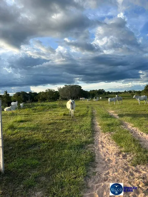 Foto 8 de Fazenda / Haras à venda, 51m2 em Peixe - TO