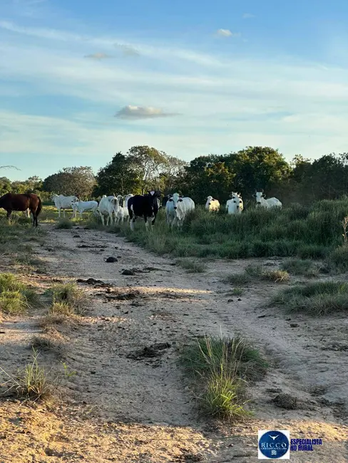 Foto 4 de Fazenda / Haras à venda, 51m2 em Peixe - TO