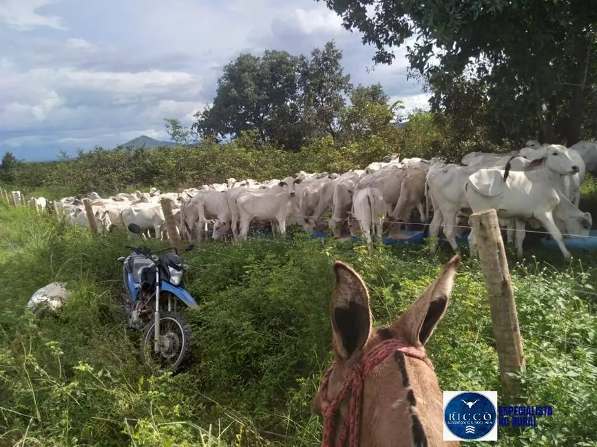 Foto 8 de Fazenda / Haras à venda, 1095m2 em Parana - TO