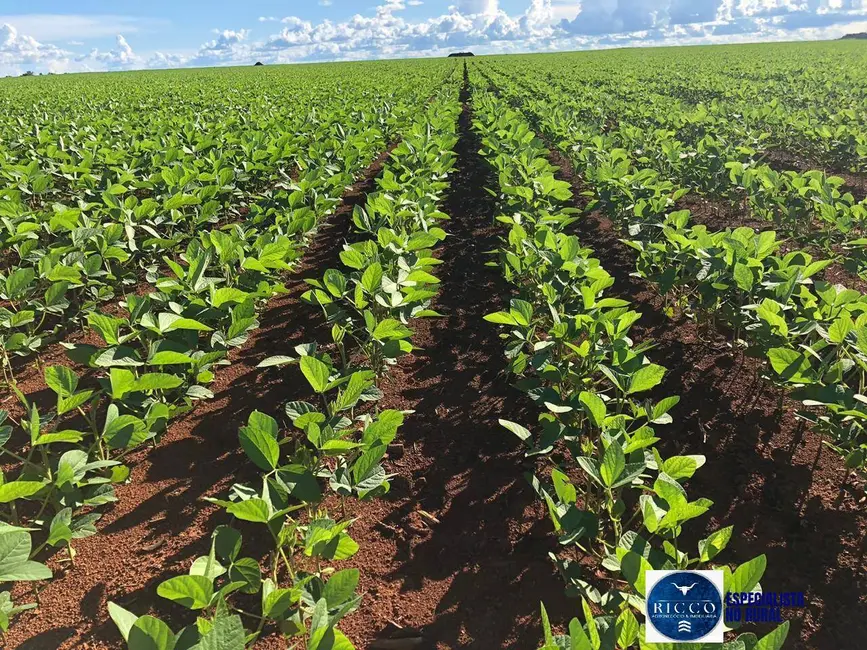 Foto 1 de Fazenda / Haras à venda, 244m2 em Dois Irmaos Do Tocantins - TO