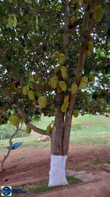 Foto 2 de Chácara com 3 quartos à venda, 21748m2 em Neropolis - GO