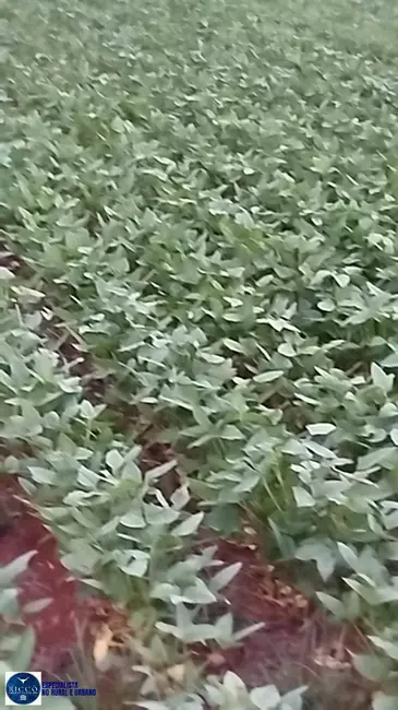 Foto 4 de Fazenda / Haras à venda, 83m2 em Jaupaci - GO