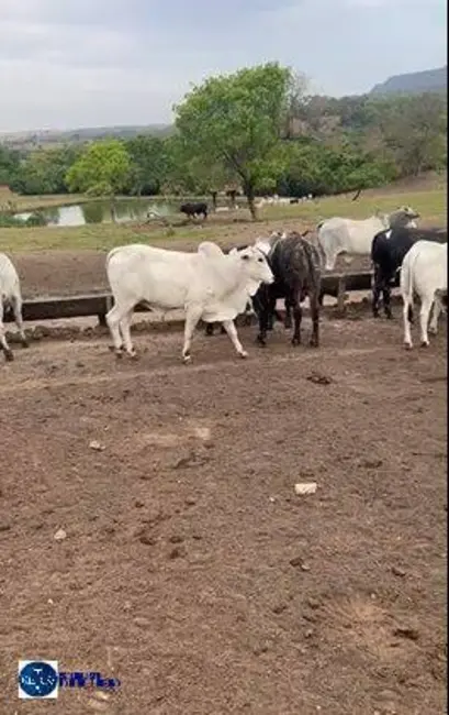 Fazenda / Haras à venda, 107m2 em Ipora - GO - imagem 5 Foto 5 de Fazenda / Haras à venda, 107m2 em Ipora - GO