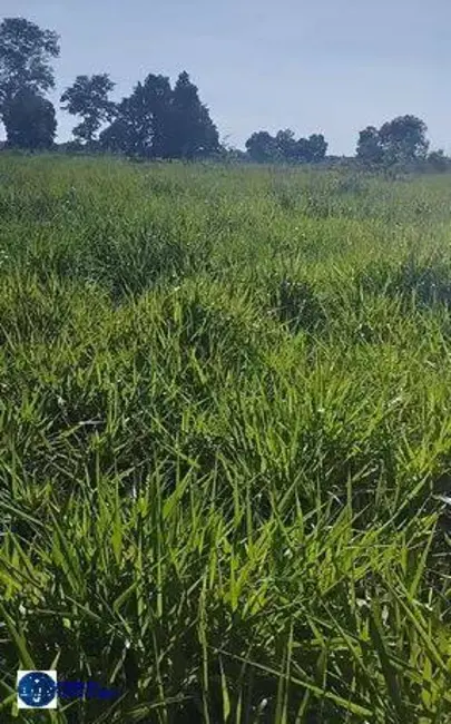 Foto 3 de Fazenda / Haras à venda, 171m2 em Jussara - GO