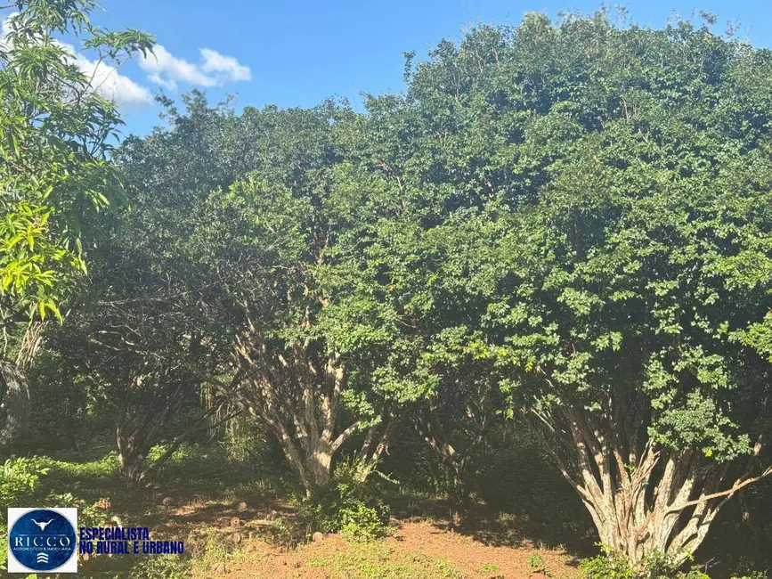 Foto 5 de Chácara com 3 quartos à venda em Neropolis - GO
