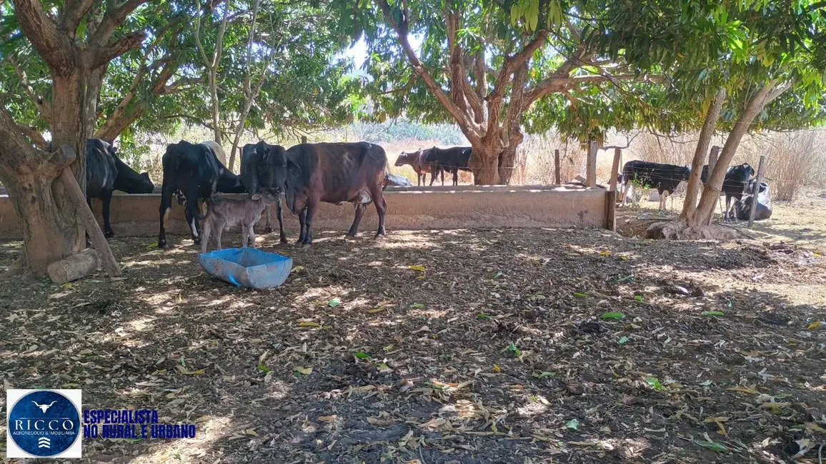 Foto 9 de Chácara à venda em Campestre De Goias - GO