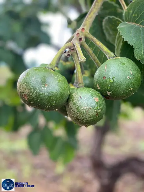 Foto 4 de Chácara com 5 quartos à venda em Sao Miguel Do Passa Quatro - GO