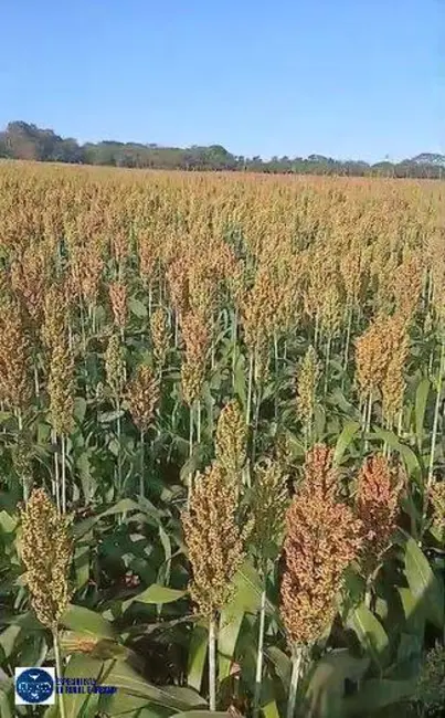Fazenda / Haras com 3 quartos à venda, 60m2 em Rio Verde - GO - imagem 4 Foto 4 de Fazenda / Haras com 3 quartos à venda, 60m2 em Rio Verde - GO