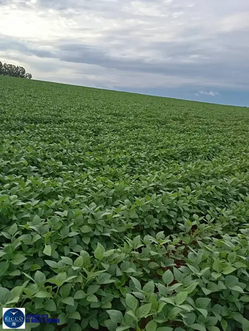 Foto 2 de Fazenda / Haras com 6 quartos à venda, 29m2 em Piracanjuba - GO