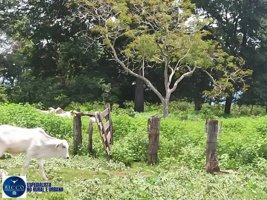 Foto 4 de Fazenda / Haras com 1 quarto à venda, 84m2 em Amorinopolis - GO