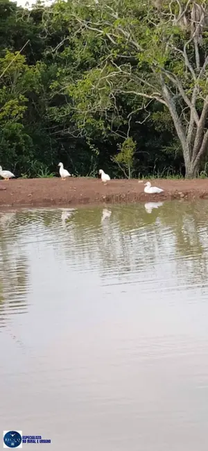 Foto 4 de Chácara com 2 quartos à venda, 3000m2 em Bela Vista De Goias - GO