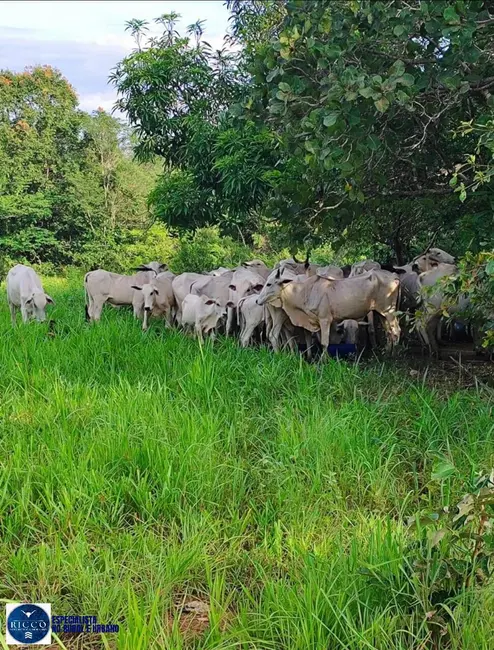 Foto 4 de Sítio / Rancho com 4 quartos à venda, 13m2 em Minacu - GO
