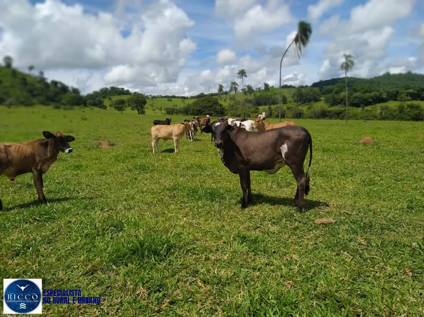 Foto 6 de Chácara à venda em Taquaral De Goias - GO