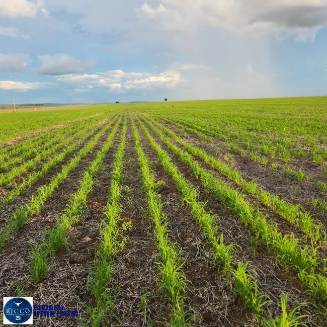 Foto 1 de Fazenda / Haras com 3 quartos à venda, 300m2 em Baliza - GO