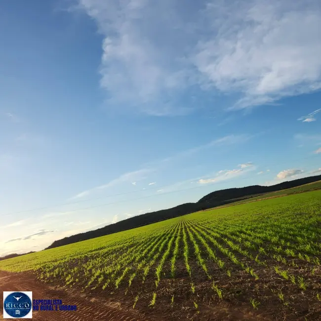 Foto 4 de Fazenda / Haras com 3 quartos à venda, 300m2 em Baliza - GO