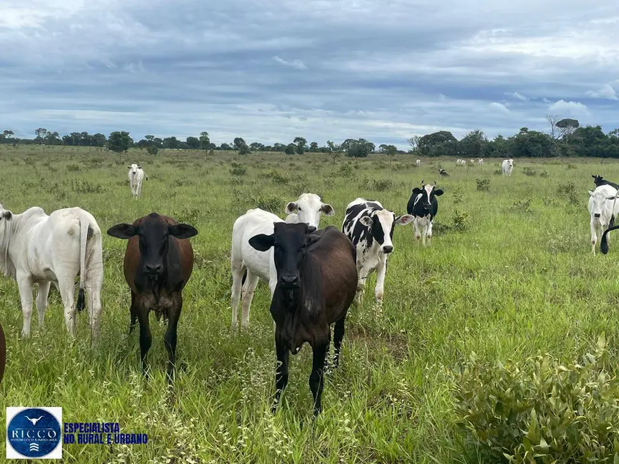 Foto 6 de Fazenda / Haras com 4 quartos à venda, 26m2 em Serranopolis - GO