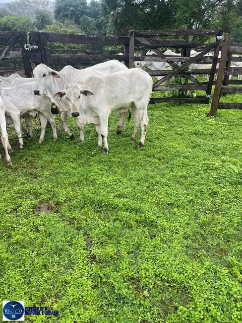 Foto 5 de Fazenda / Haras com 3 quartos à venda, 48m2 em Cocalzinho De Goias - GO