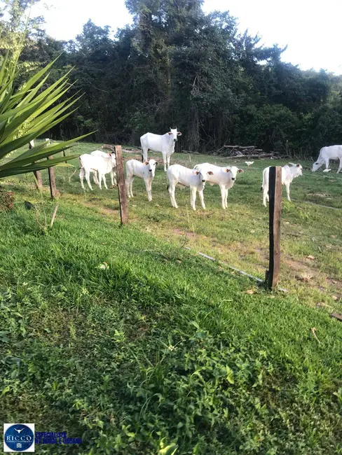 Foto 2 de Fazenda / Haras com 3 quartos à venda, 48m2 em Cocalzinho De Goias - GO