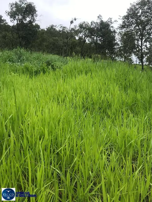 Foto 8 de Fazenda / Haras com 3 quartos à venda, 48m2 em Cocalzinho De Goias - GO