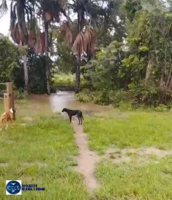 Fazenda / Haras com 4 quartos à venda, 73m2 em Palmeiropolis - TO - imagem 7 Foto 7 de Fazenda / Haras com 4 quartos à venda, 73m2 em Palmeiropolis - TO