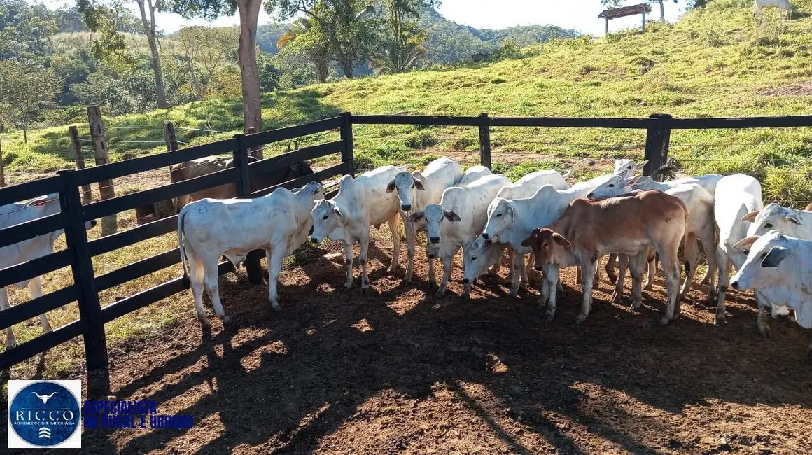 Foto 7 de Fazenda / Haras com 3 quartos à venda, 660m2 em Montividiu Do Norte - GO