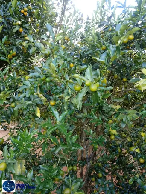 Foto 5 de Chácara com 2 quartos à venda, 4000m2 em Bela Vista De Goias - GO