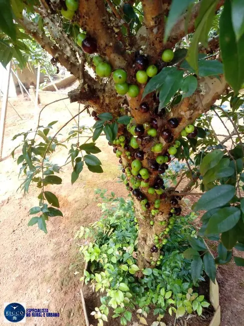 Foto 7 de Chácara com 2 quartos à venda, 4000m2 em Bela Vista De Goias - GO