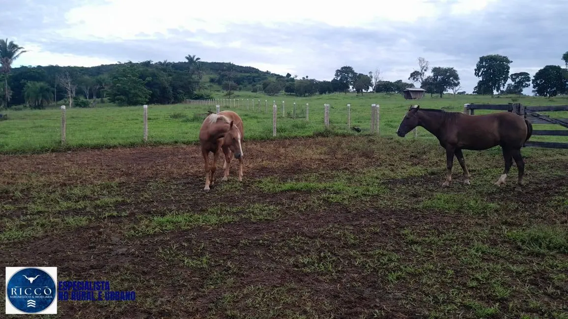 Foto 8 de Fazenda / Haras com 2 quartos à venda, 56m2 em Diorama - GO