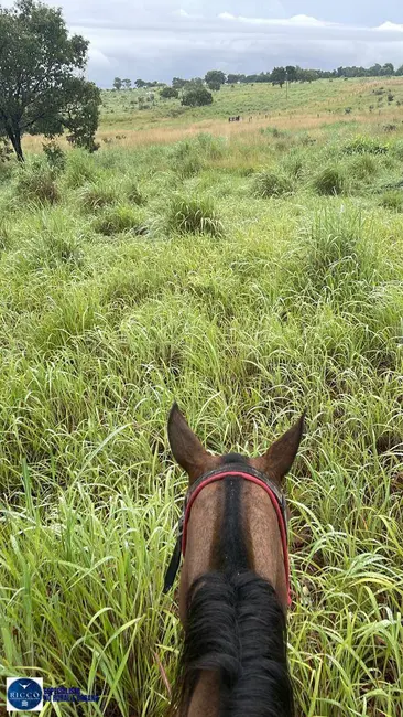 Foto 5 de Fazenda / Haras com 3 quartos à venda, 55m2 em Nova Crixas - GO