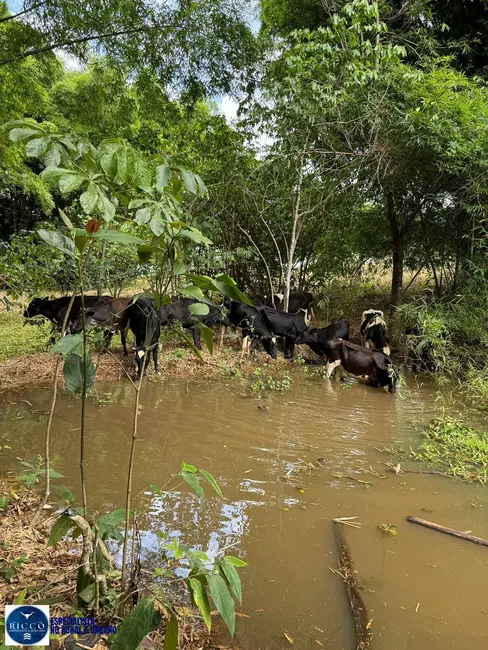 Chácara com 3 quartos à venda, 13m2 em Anapolis - GO - imagem 7 Foto 7 de Chácara com 3 quartos à venda, 13m2 em Anapolis - GO