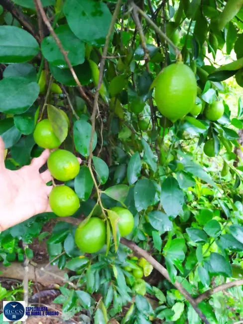 Foto 6 de Chácara com 4 quartos à venda em Cavalcante - GO