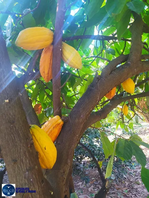 Foto 5 de Chácara com 4 quartos à venda em Cavalcante - GO