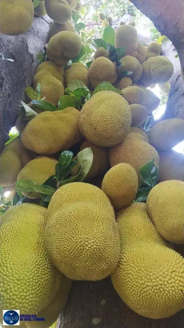 Foto 9 de Chácara com 4 quartos à venda em Cavalcante - GO