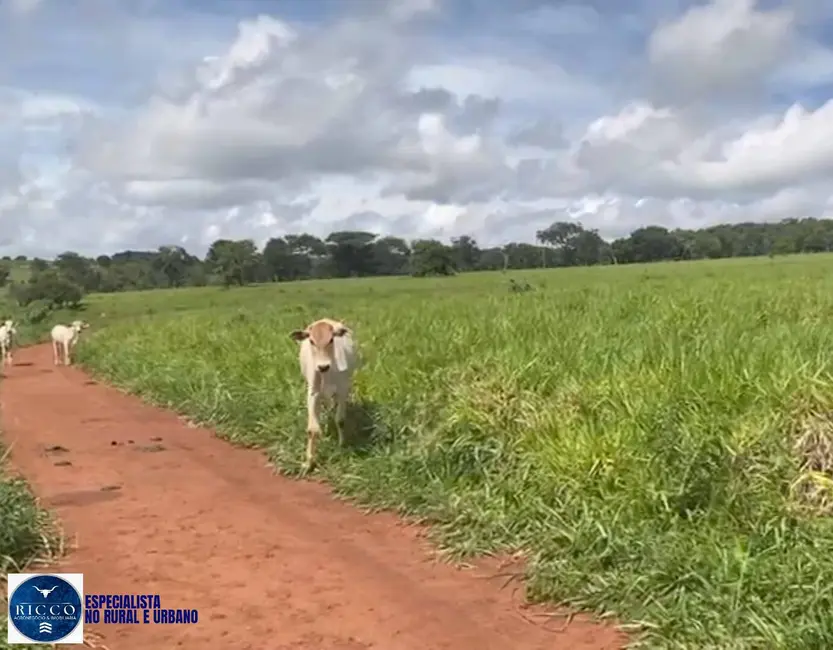 Foto 2 de Fazenda / Haras com 3 quartos à venda, 24m2 em Ipora - GO