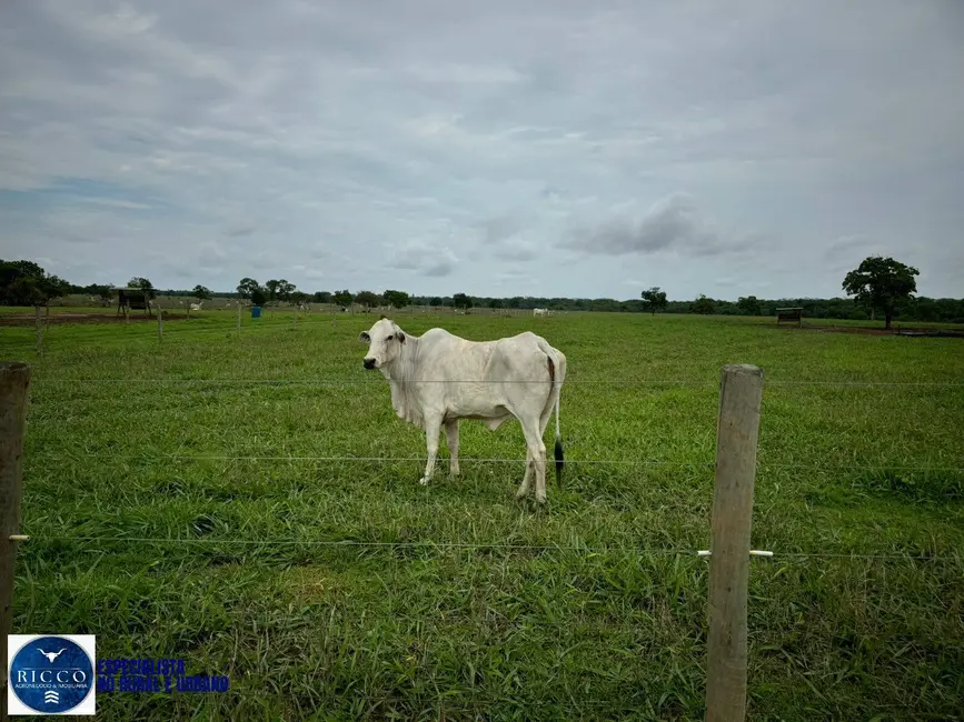 Foto 2 de Fazenda / Haras com 3 quartos à venda, 893m2 em Aragarcas - GO