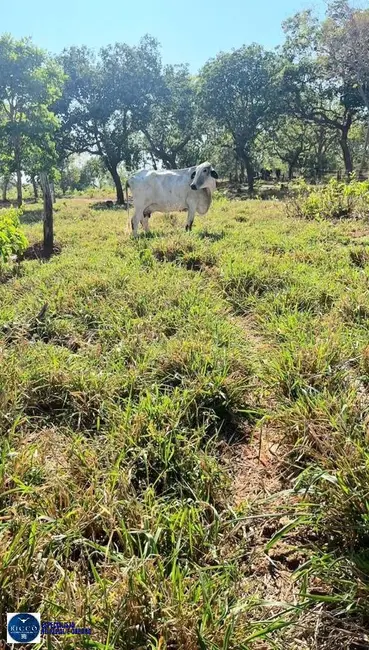 Foto 7 de Fazenda / Haras com 3 quartos à venda, 32m2 em Amaralina - GO