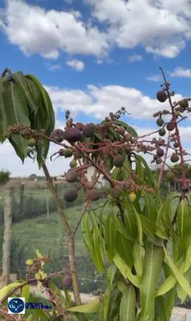 Foto 9 de Chácara à venda, 2216m2 em Residencial Terra Santa, Trindade - GO