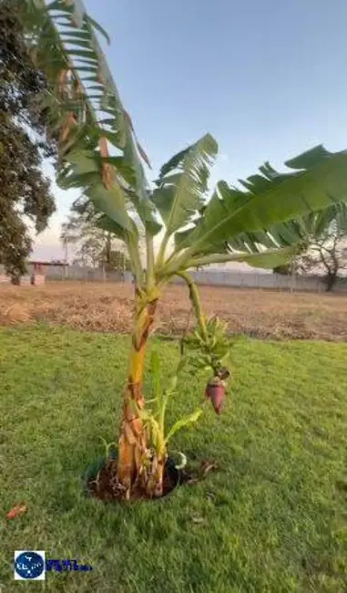Foto 12 de Chácara à venda, 2216m2 em Residencial Terra Santa, Trindade - GO
