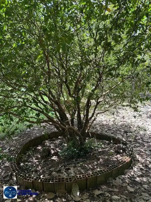 Foto 5 de Chácara com 6 quartos à venda em Anicuns - GO