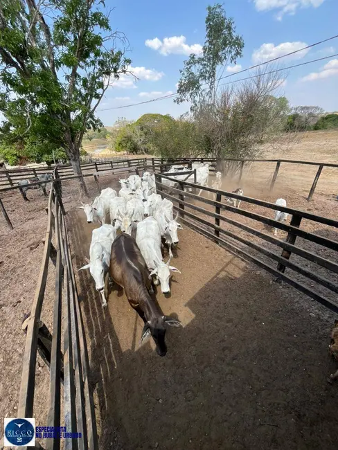 Foto 5 de Fazenda / Haras à venda, 76m2 em Crixas - GO