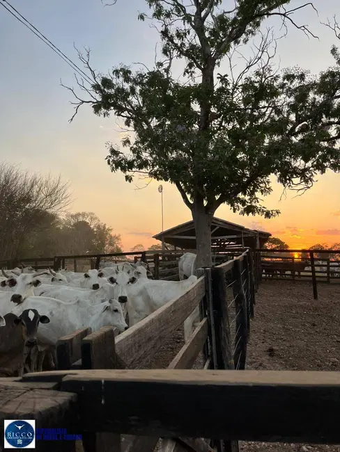 Foto 2 de Fazenda / Haras à venda, 76m2 em Crixas - GO