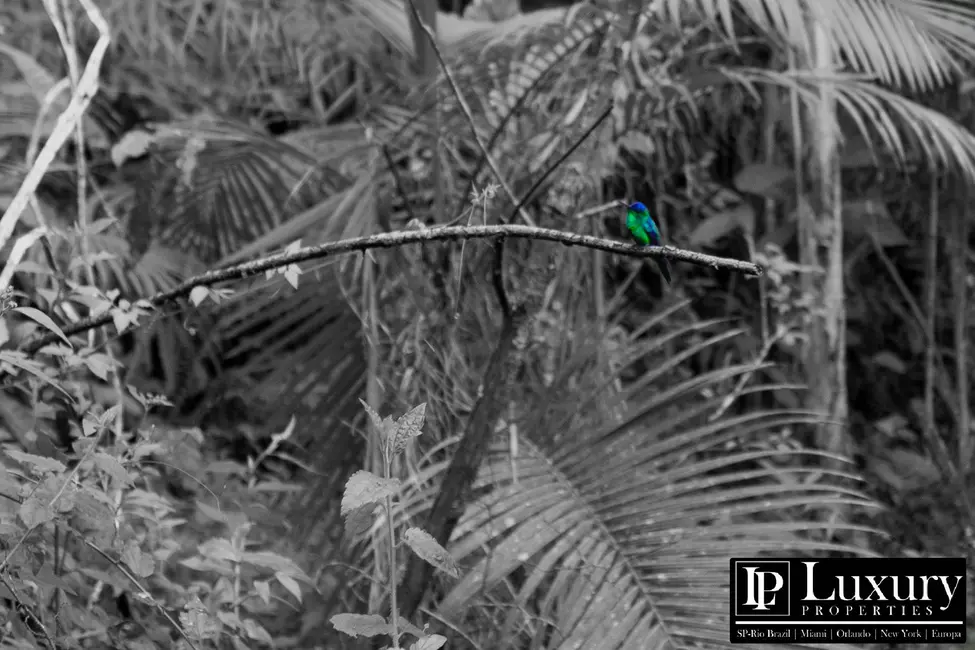 Foto 80 de Sítio / Rancho à venda em Juquitiba - SP