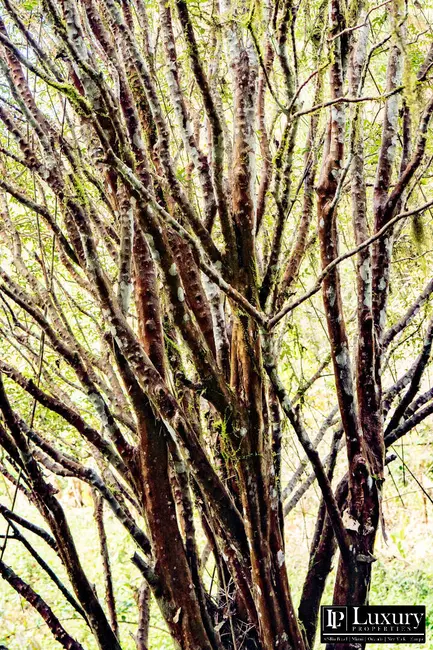 Foto 35 de Sítio / Rancho à venda em Juquitiba - SP