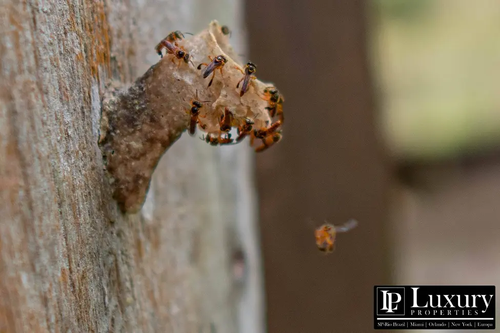 Foto 144 de Sítio / Rancho à venda em Juquitiba - SP