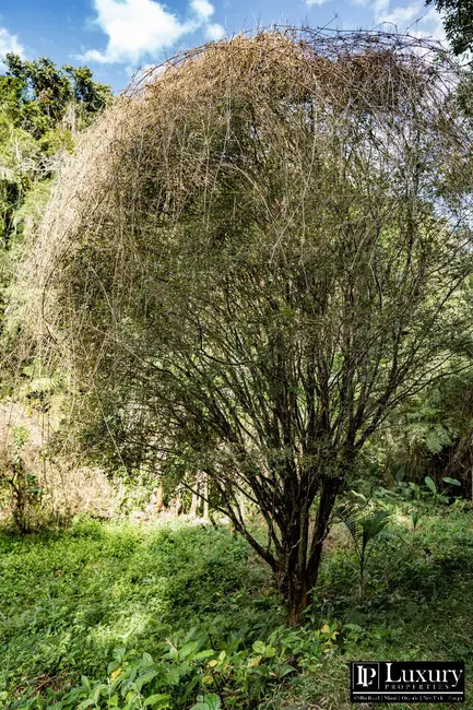 Foto 36 de Sítio / Rancho à venda em Juquitiba - SP