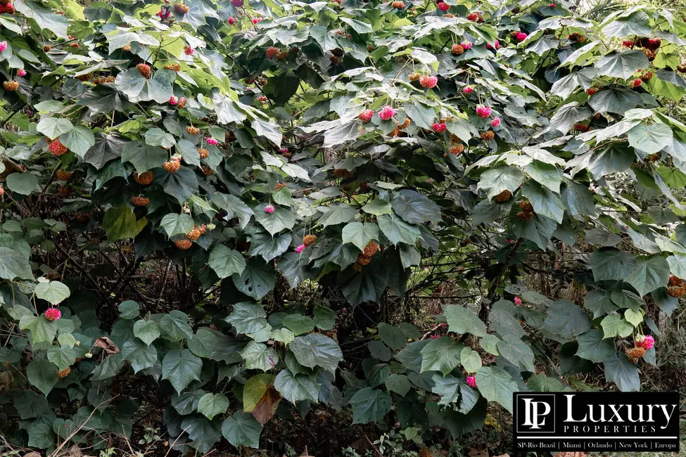 Foto 37 de Sítio / Rancho à venda em Juquitiba - SP